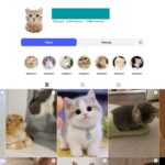 6K Cat Kittens Pets Instagram Account for Sale