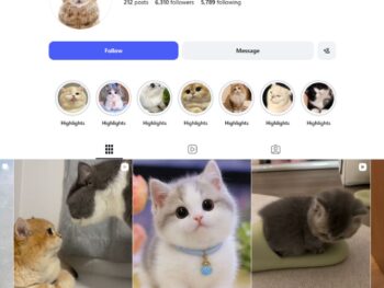 6K Cat Kittens Pets Instagram Account for Sale