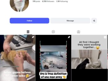 6K Cat Memes Instagram Account