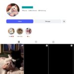 6K Cute Cat Reels Instagram Account