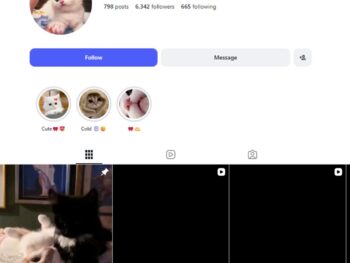 6K Cute Cat Reels Instagram Account