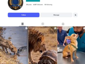 6K Wildlife Meme Instagram Account