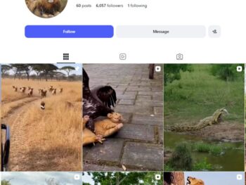 6K Wildlife Videos Instagram Account