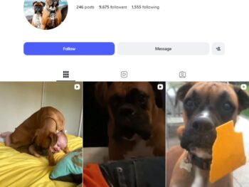 9K Boxer Dog Lovers Instagram Account