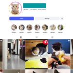 9K Cat Kittens Pets Instagram Account for Sale