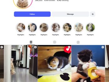 9K Cat Kittens Pets Instagram Account for Sale