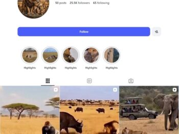 25K Wildlife Storytelling Instagram Account