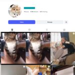 4K Funny Cats Instagram Account