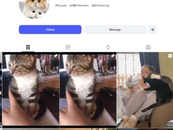 4K Funny Cats Instagram Account