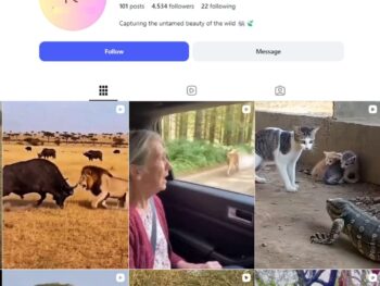 4K Wildlife Videos Instagram Account