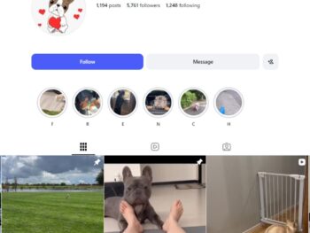 5K Bull Dog Instagram Account
