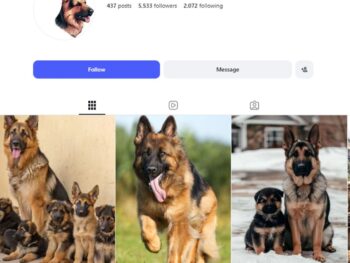 5K German Shepherd Dog Content Instagram Account