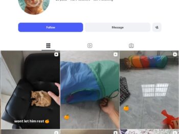 7K Orange Cat Instagram Account