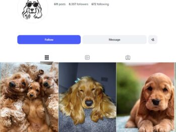 8K Cute Pet Dog Instagram Account