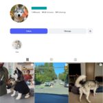 95K Husky Dog Instagram Account