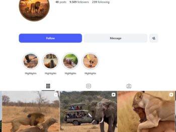 9K AI Wildlife Instagram Account