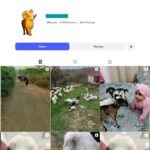 9K Goat Animal Lover Instagram Account