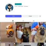 100K Shiba Inu Dogs Instagram Account