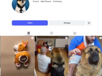 100K Shiba Inu Dogs Instagram Account