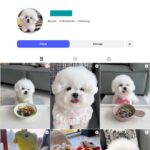 13K Cute Bichon Dog Instagram Account