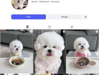 13K Cute Bichon Dog Instagram Account