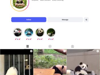 1K Pandas Animals Instagram Account