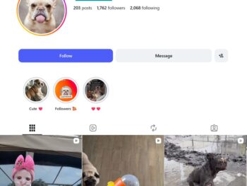 1k French Bulldog Content Instagram Account
