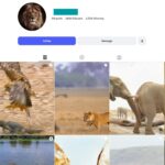 280K Animal Survival Instagram Account