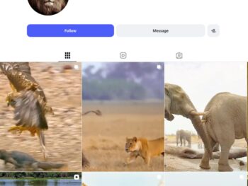 280K Animal Survival Instagram Account