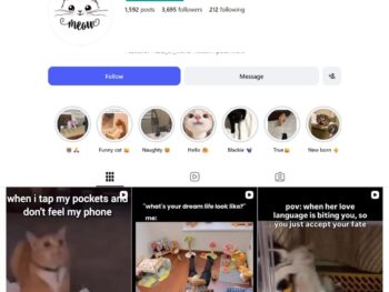 3K Daily Kitten Cuteness Instagram Account