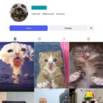45K Funny Cats Instagram Account