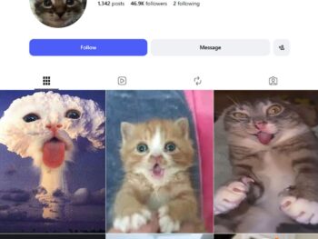 45K Funny Cats Instagram Account