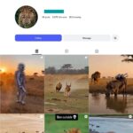 5K Animal Storytelling Instagram Account