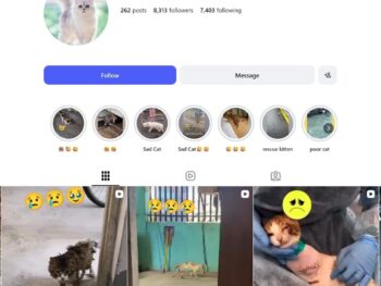 8K Cat Lifestyle Instagram Account