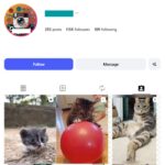 110K Viral Kittens Cats Instagram Account