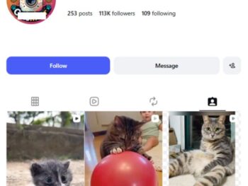 110K Viral Kittens Cats Instagram Account