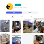120K Cute Cats Instagram Account