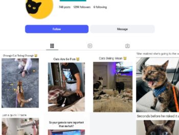 120K Cute Cats Instagram Account