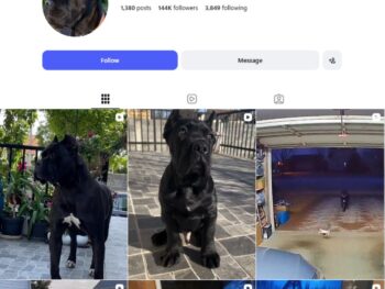 140K Cane Corso Dog Instagram Account