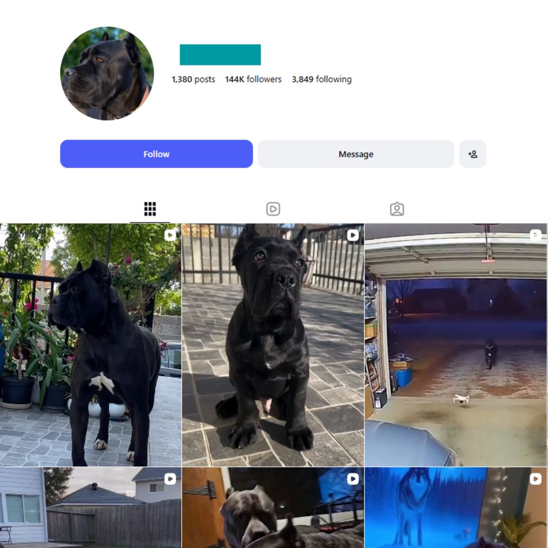 140K Cane Corso Dog Instagram Account - Image 1