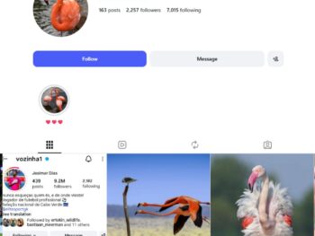 2K Flamingo Lovers Instagram Account
