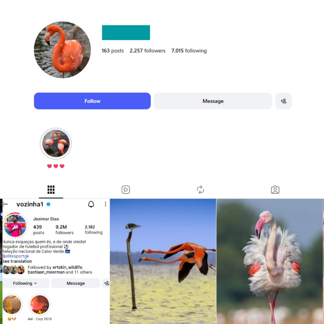 2K Flamingo Lovers Instagram Account for sale 2K Flamingo Lovers Instagram Account - Image 1