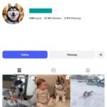 65K Husky Pets Dog Instagram Account