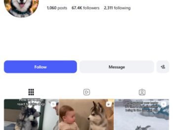 65K Husky Pets Dog Instagram Account