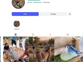 10K Wildlife Reels Instagram Account