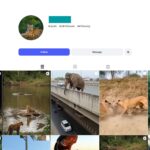 16K Wild Animal Instagram Account
