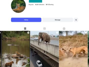 16K Wild Animal Instagram Account