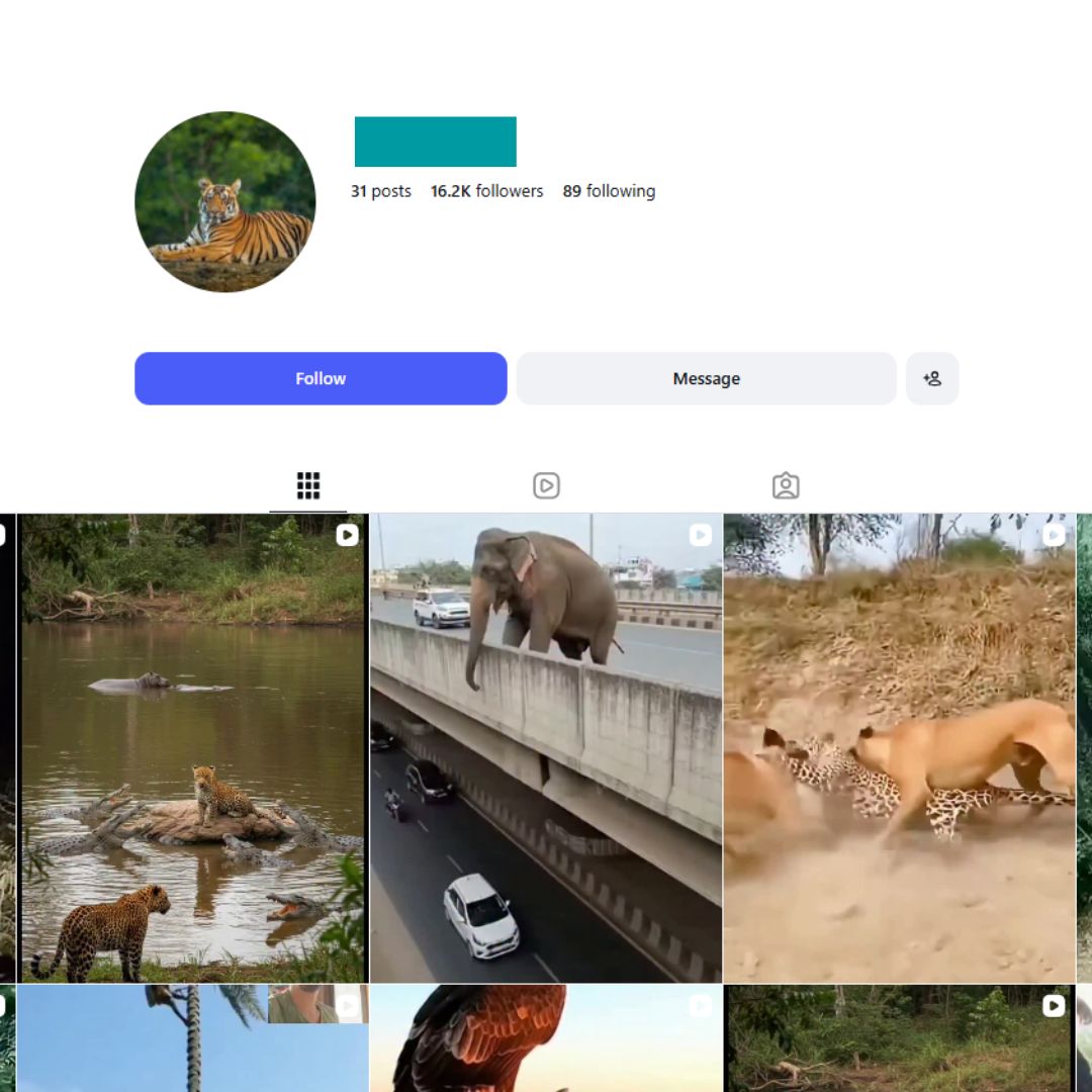 16K Wild Animal Instagram Account for sale 16K Wild Animal Instagram Account - Image 1