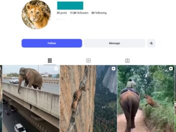 17K Animal Story Instagram Account