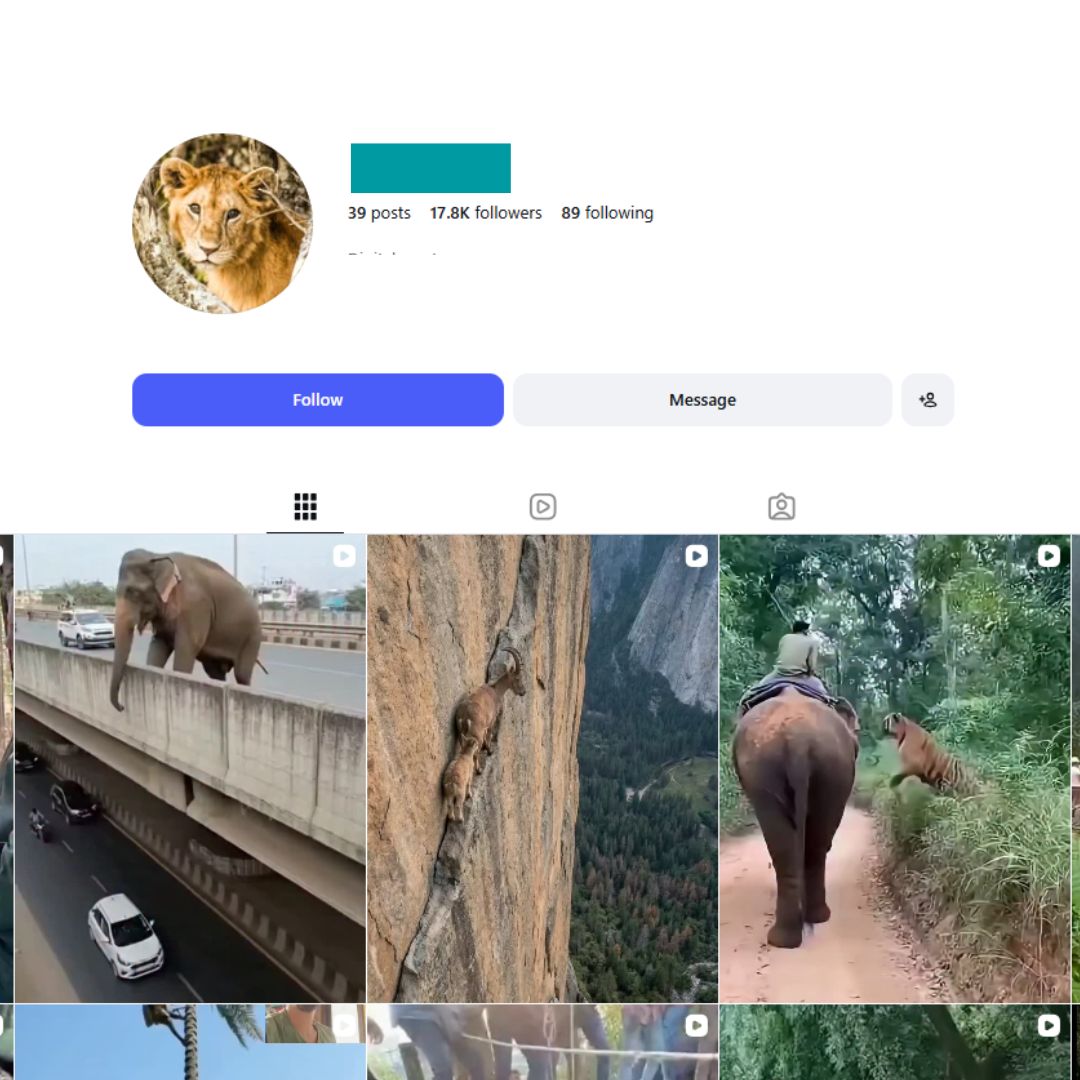 17K Animal Story Instagram Account for sale 17K Animal Story Instagram Account - Image 1